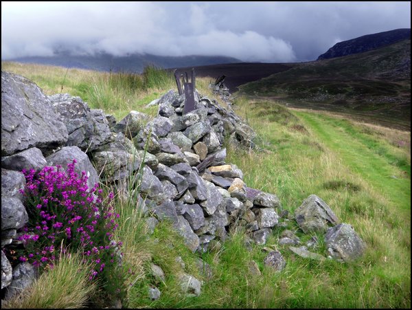 First Patch of Heather