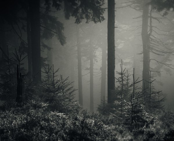 foggy forest