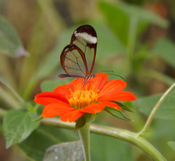 Glasswing butterfly