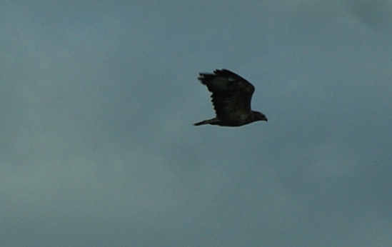 Hawk