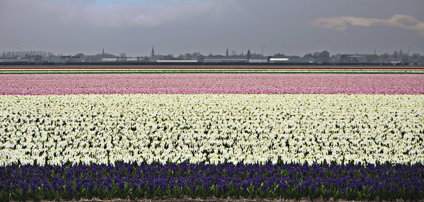 Holland - Rainbow Country
