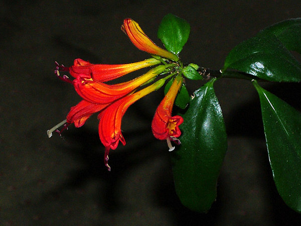Lipstick Plant 2