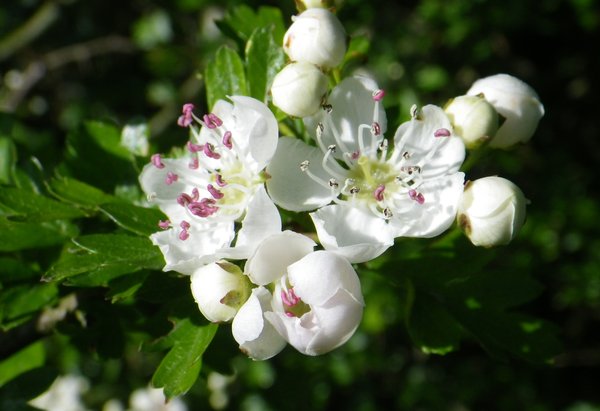 May flower