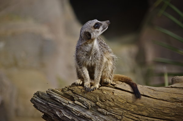 meerkat