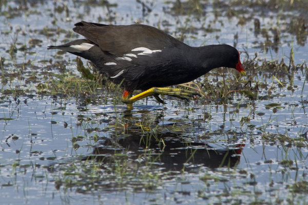 Moorhen