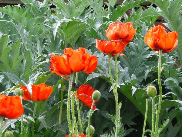 Oriental Poppies