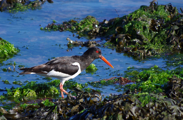 Oystercatcher