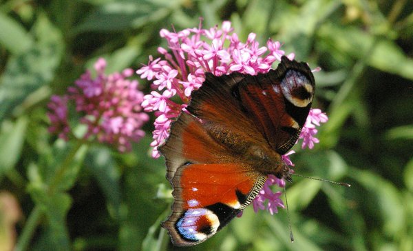 Peacock butterfly?
