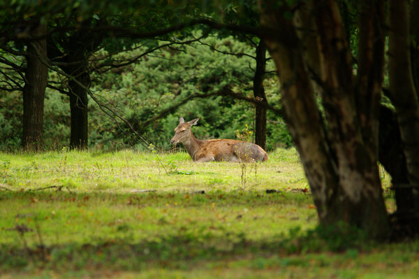 Red Deer Fawn