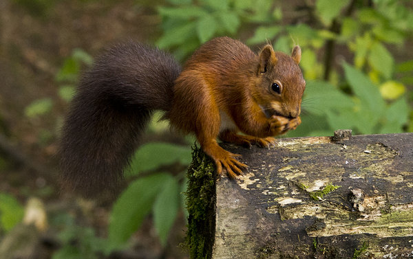 Red Squirrel