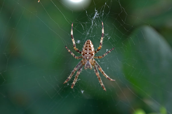 Spider