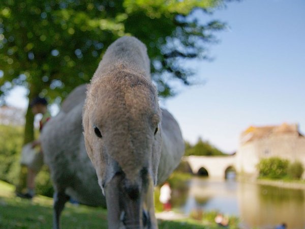 Swan's Eye Level