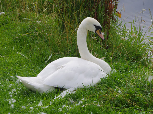 Swan