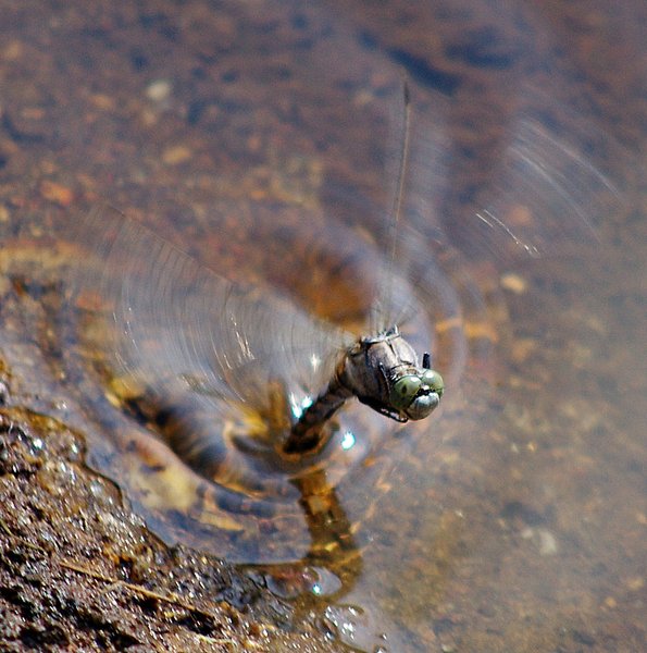 Taking flight