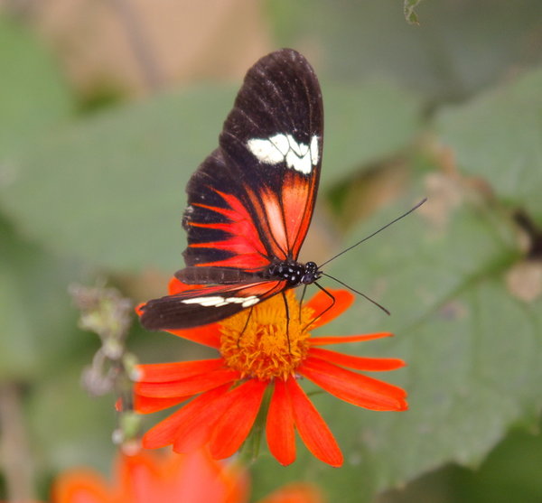 'The Postman' butterfly