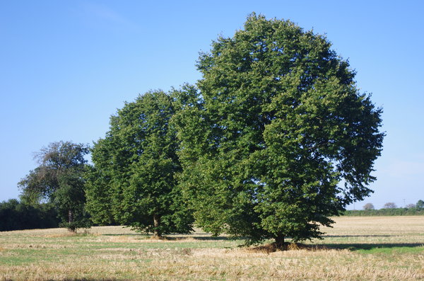 Three trees