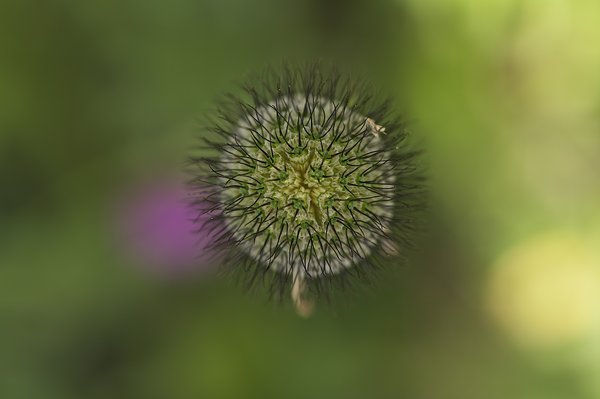 Unknow flower