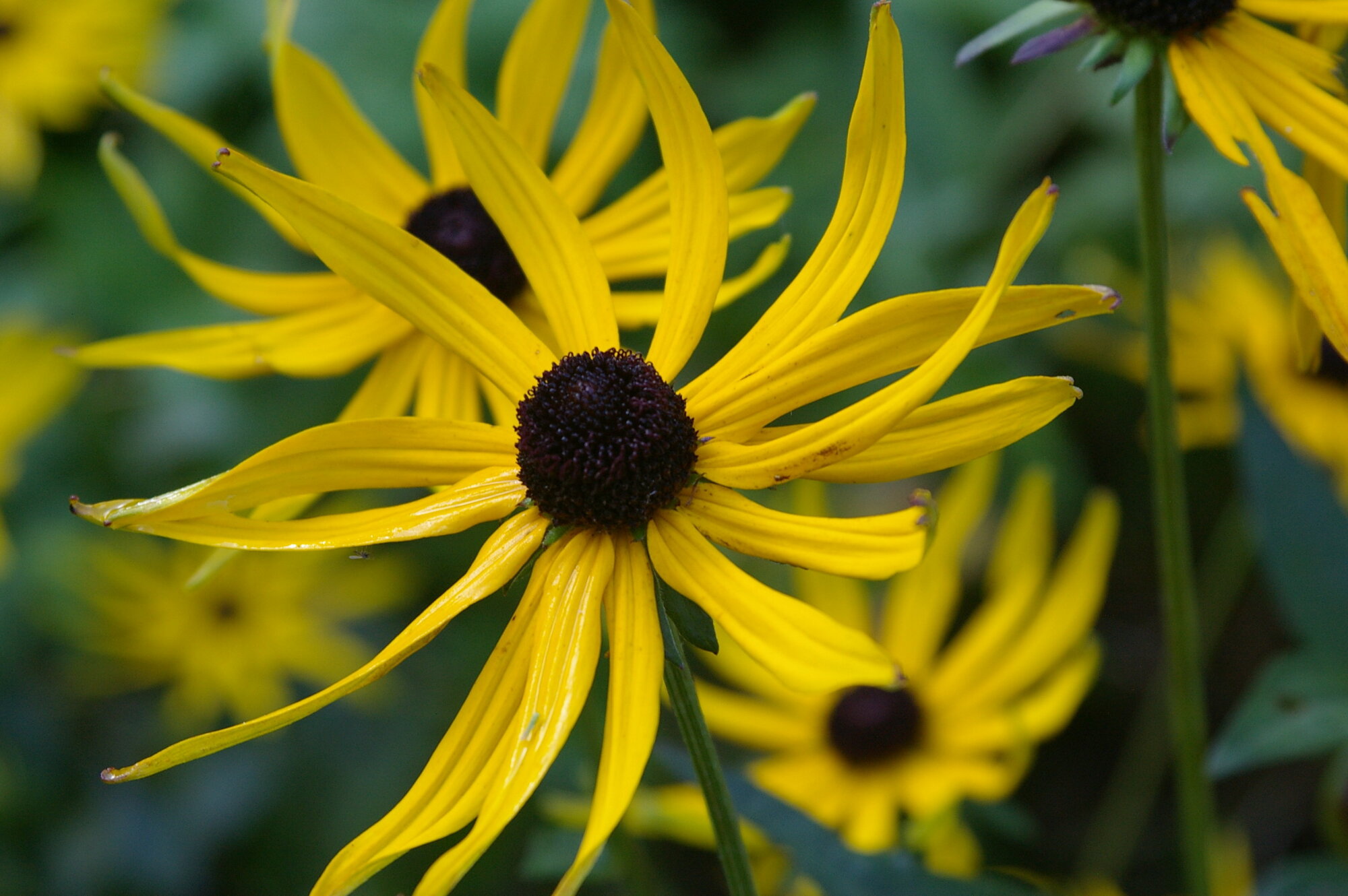 Black eyed Susan