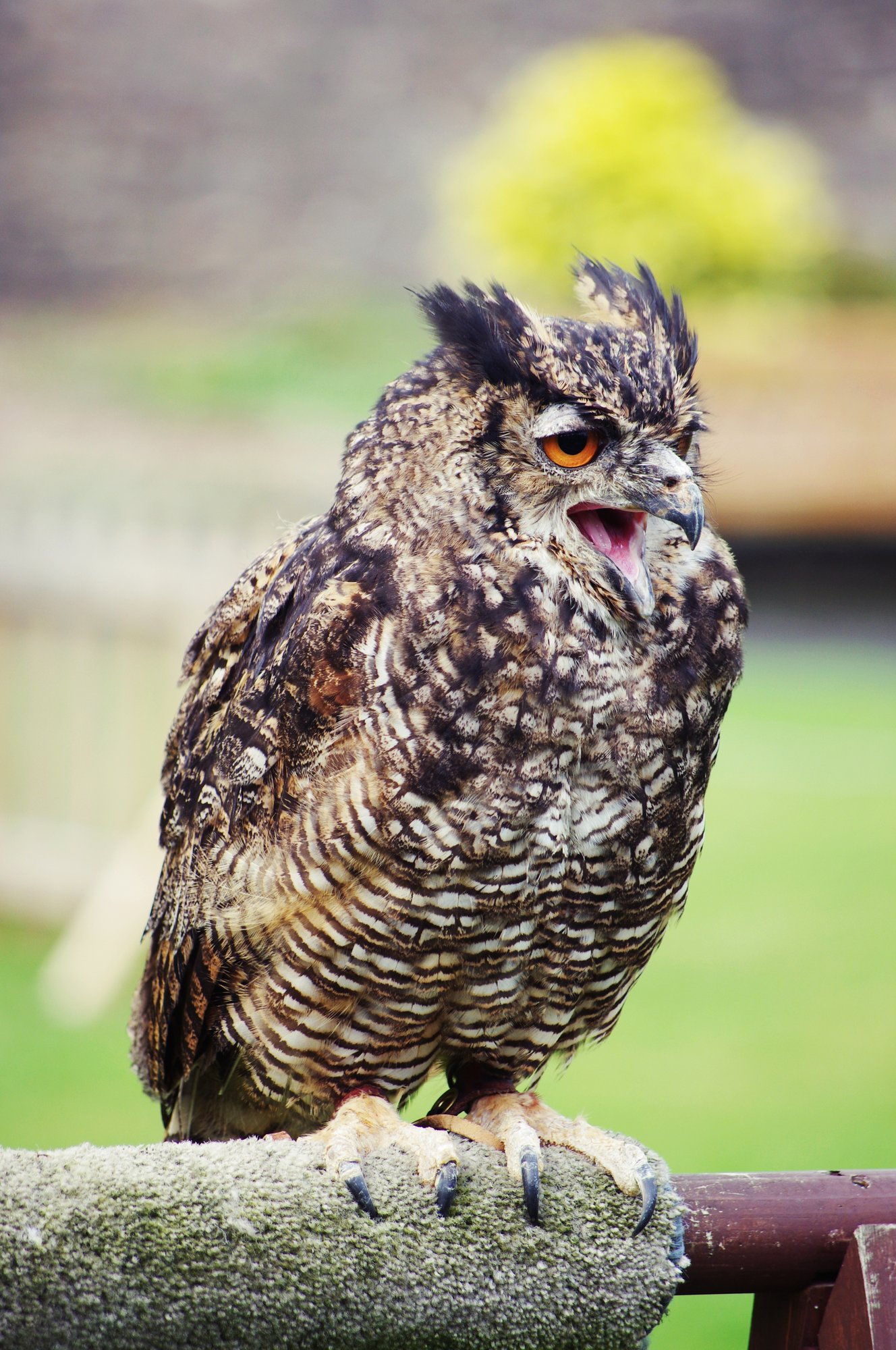 Grafton the Owl