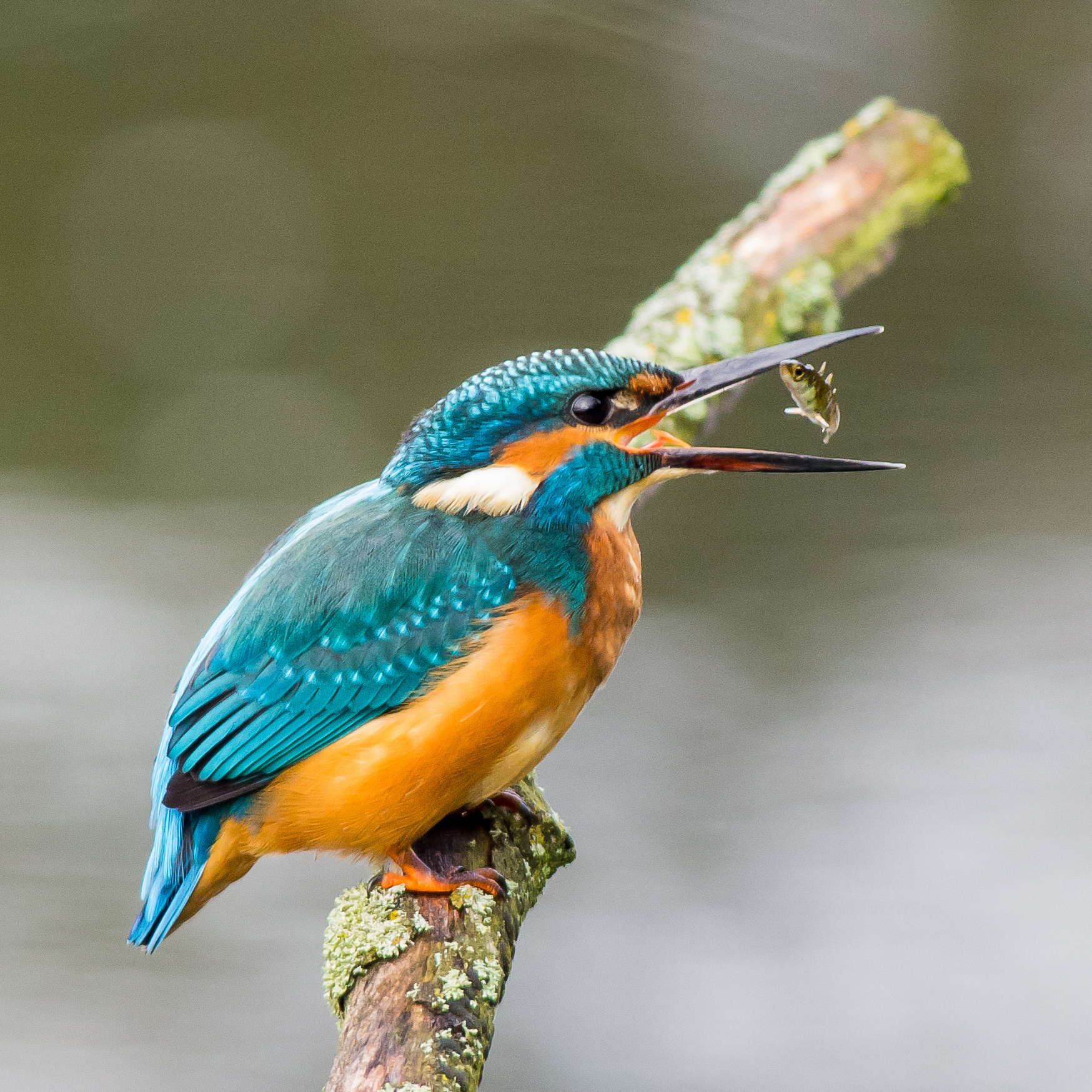 Kingfisher