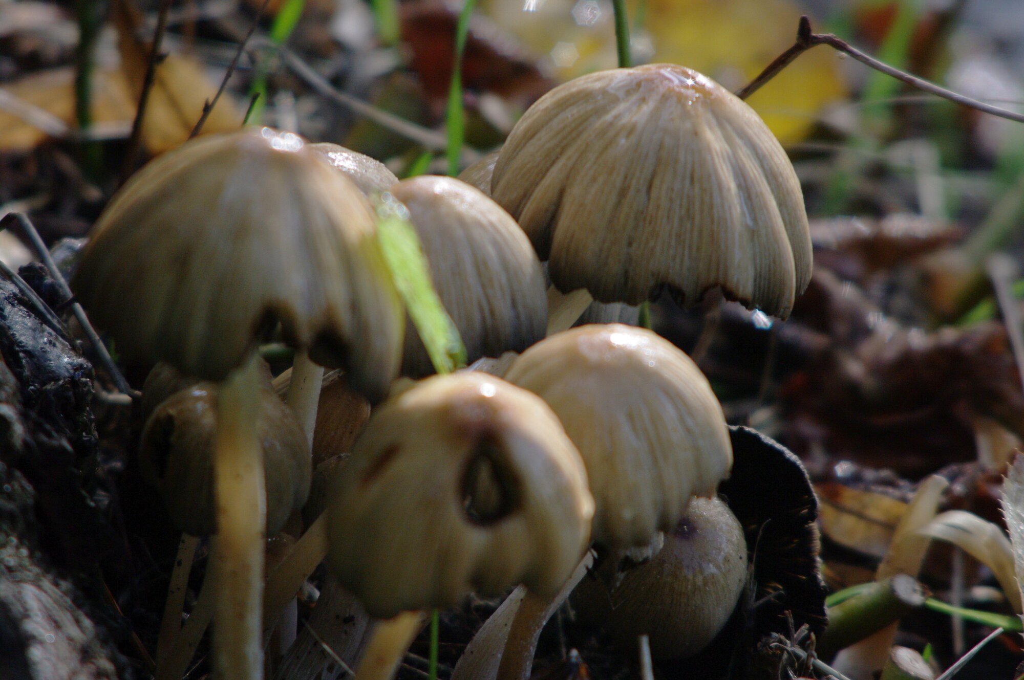 mushroom