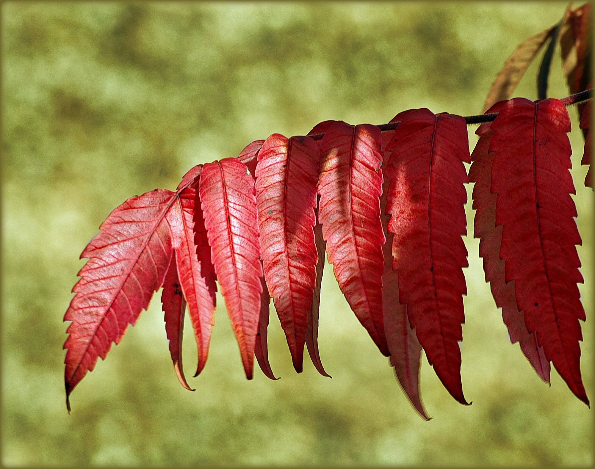 Red leaves