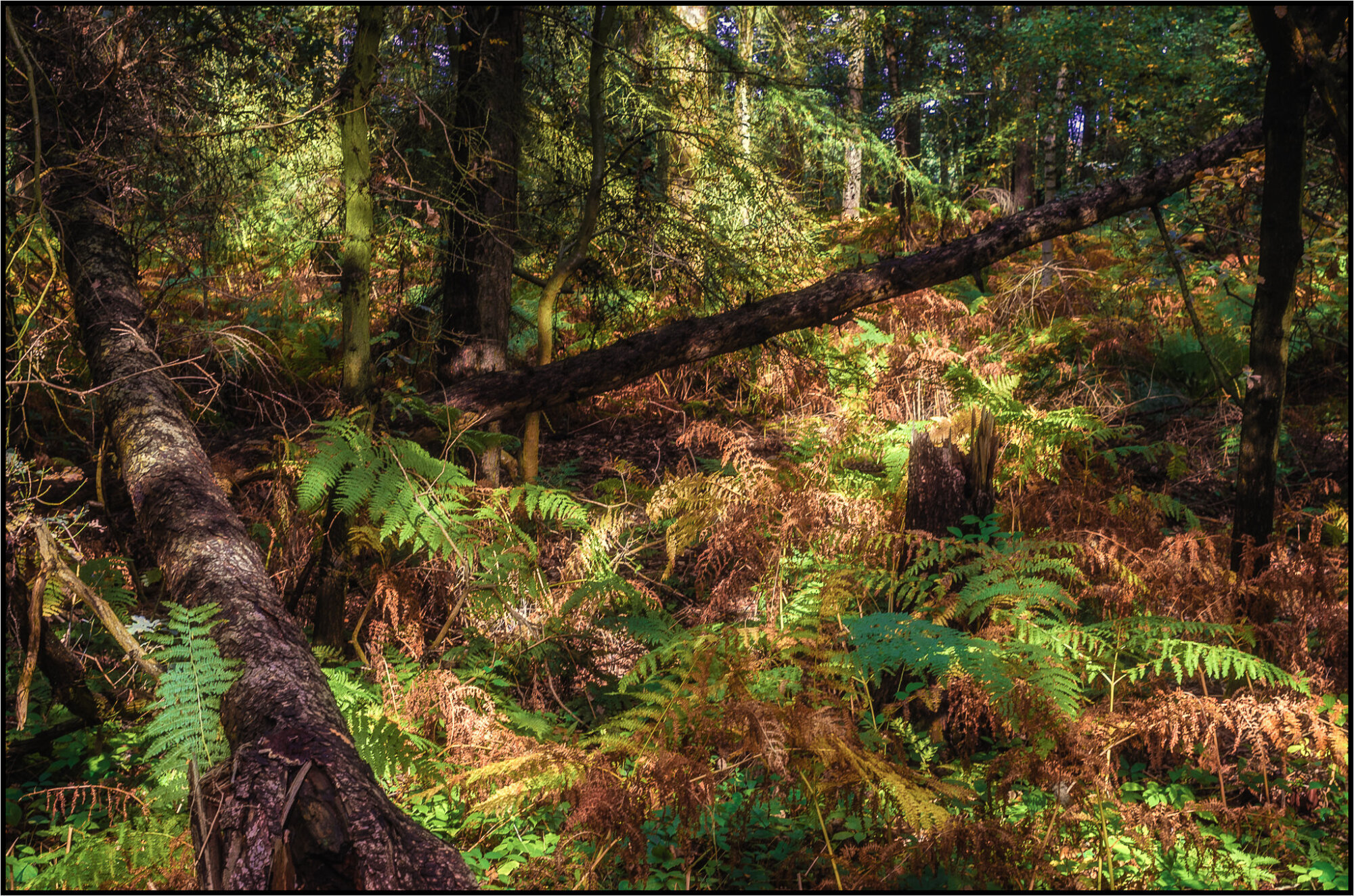 Trees