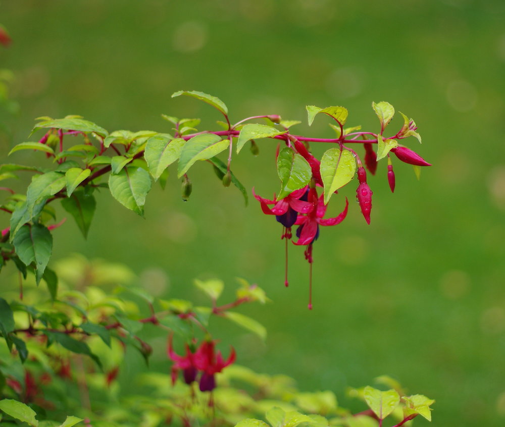 'Misty Moisty Morning'