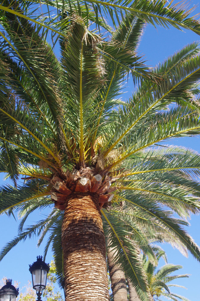 Palm tree