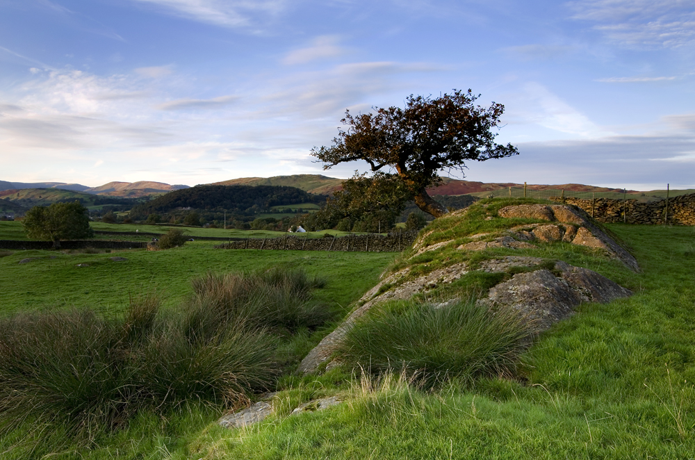 Rocky Outcrop & Tree