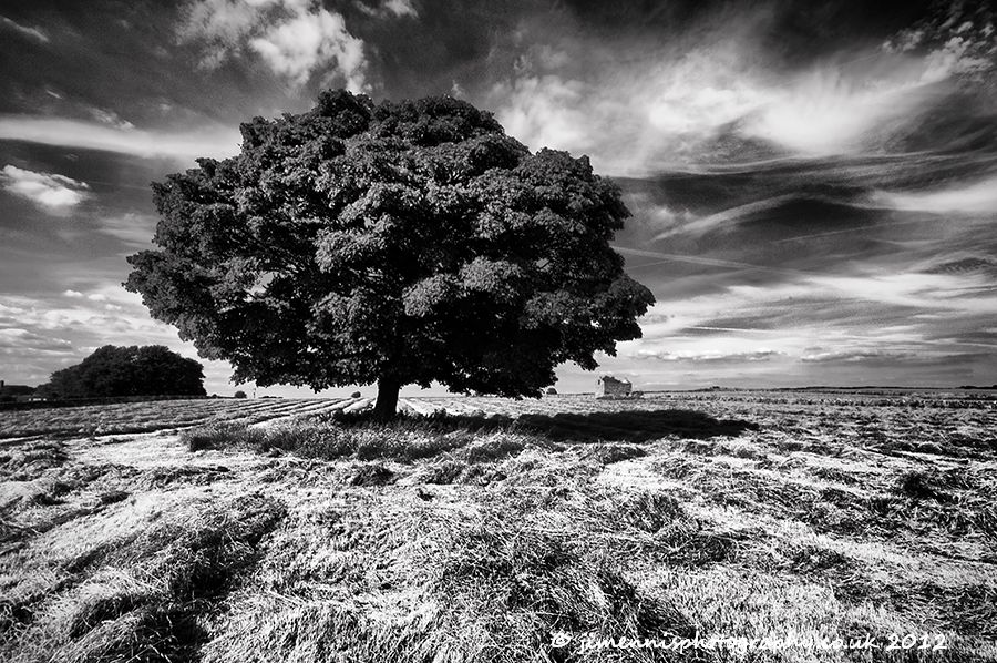 Sheldon Tree