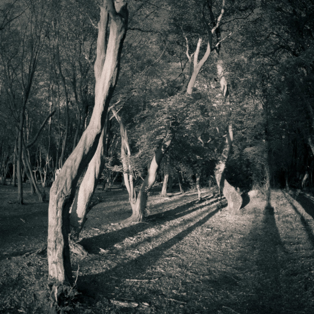 Trees