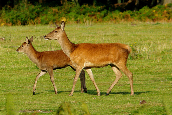 A Proud Hind