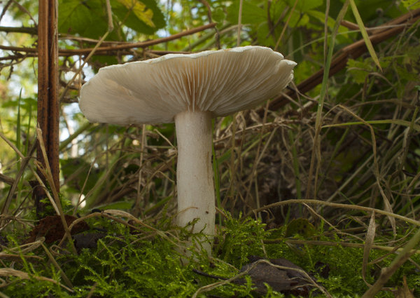 Amanita virosa (The Destroying Angel)