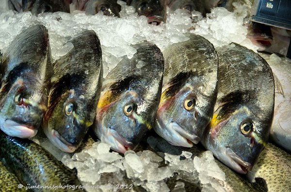 Angry Fish
