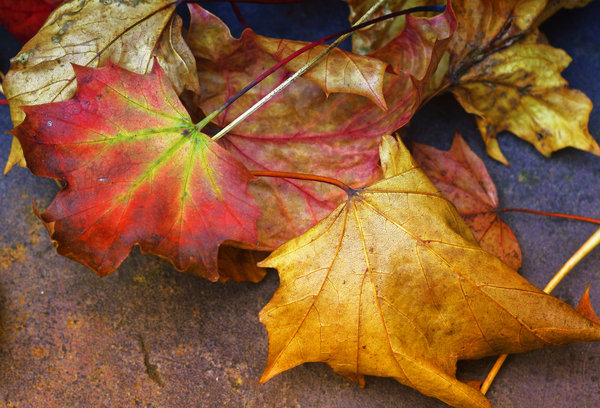 Autumn glow.