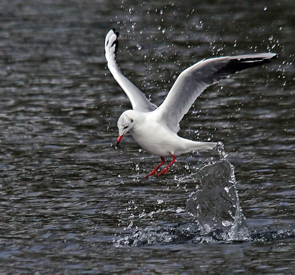 Black-headed Gull