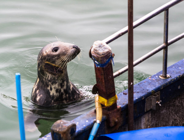 Can I have a fish please?