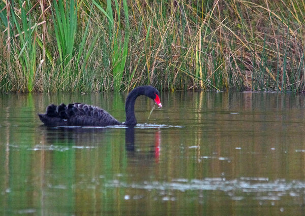 Cygnus atratus
