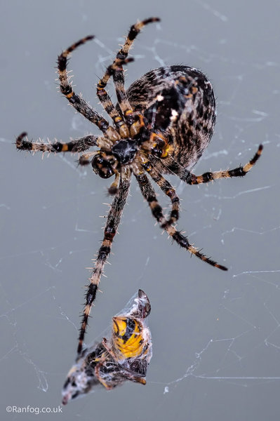 Feeding Time