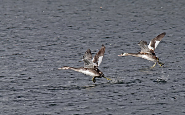 Juvenile Great Crested Grebes.