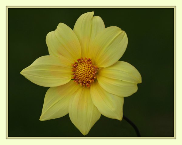 Lemon Sunshine