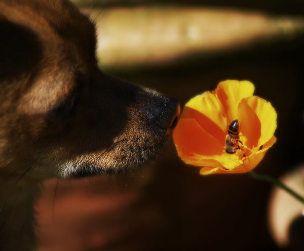 Nosy