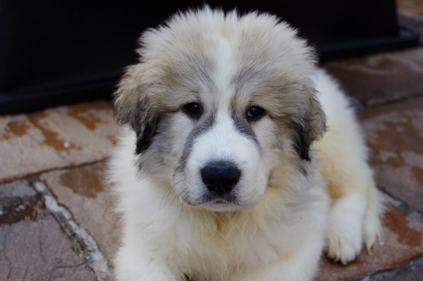 Pyrenean Puppy