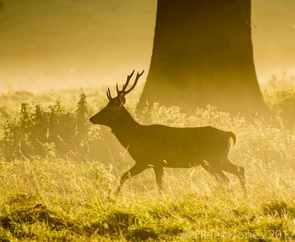 Red deer in autumn dawn mist