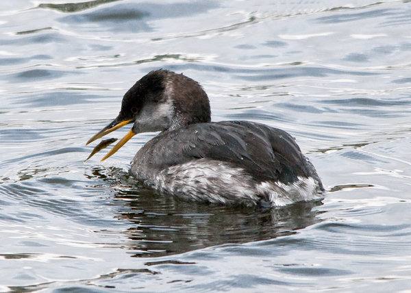 Red Necked Grebe