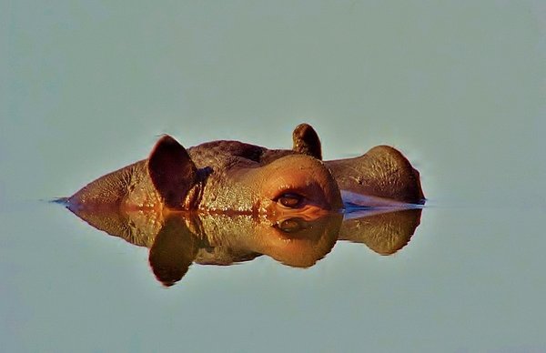 Relaxed Hippo