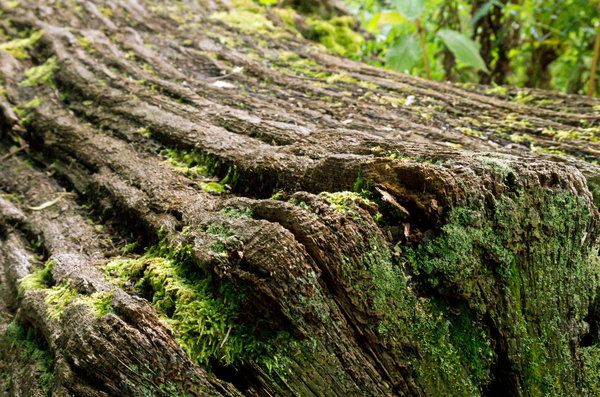 Rotting trunk