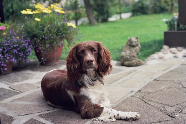 Rufus