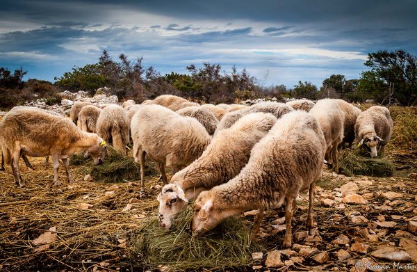 Sheeps